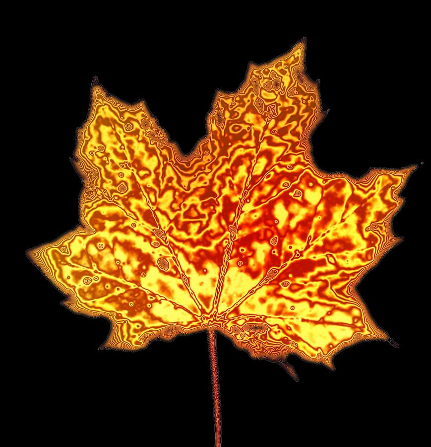 Burning Leaf Photograph by Craig Yates