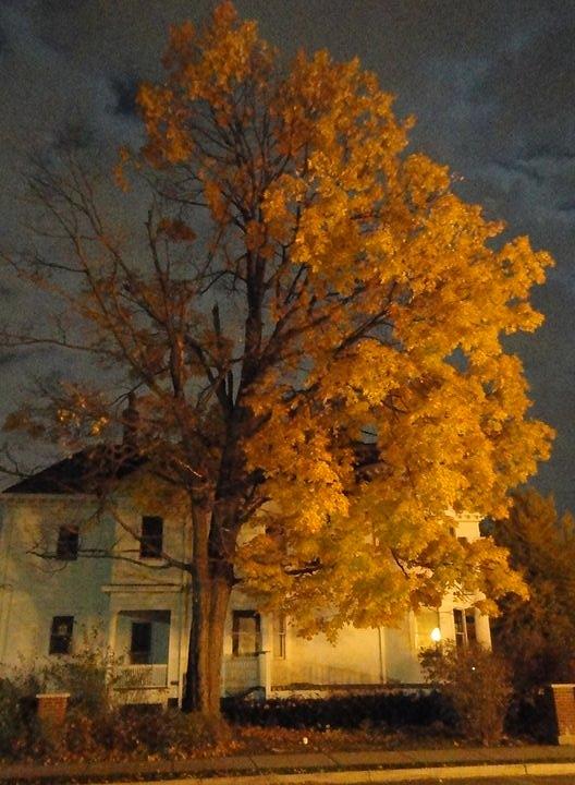 Tree Photograph - Burning Leaves at Night by Guy Ricketts