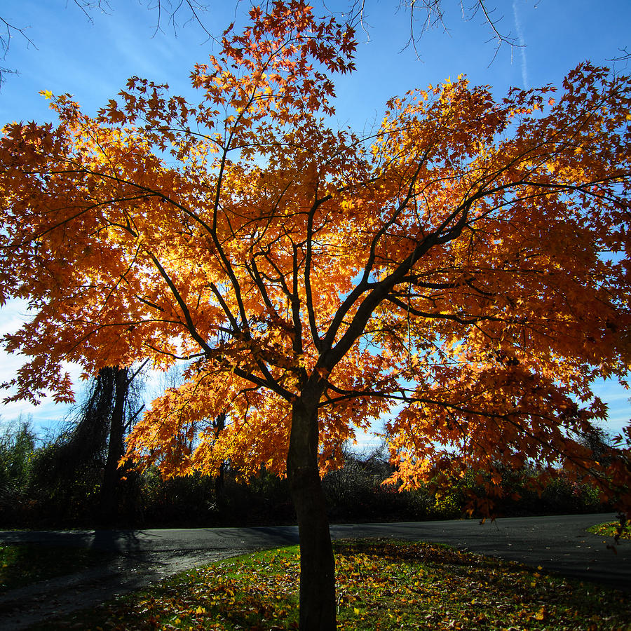 Burning Maple Photograph By Glenn Hilliard - Fine Art America