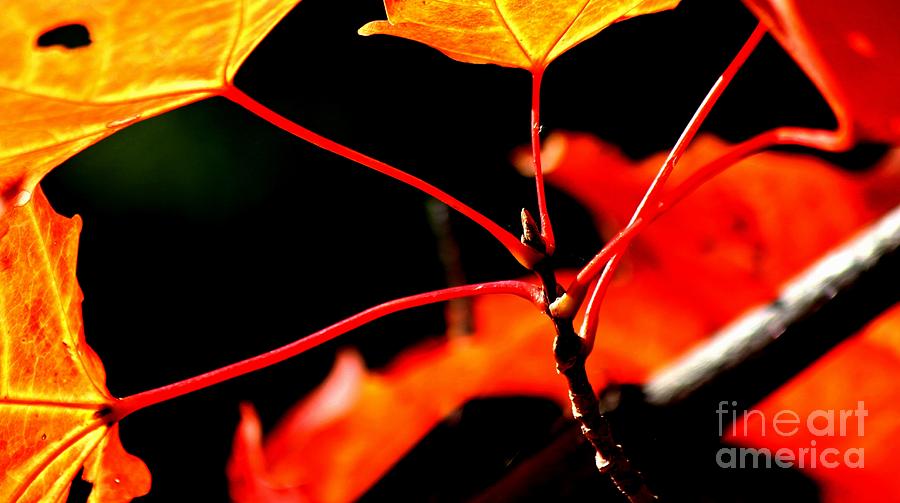 Burning Maple Photograph by PhotoClique Fine Art America
