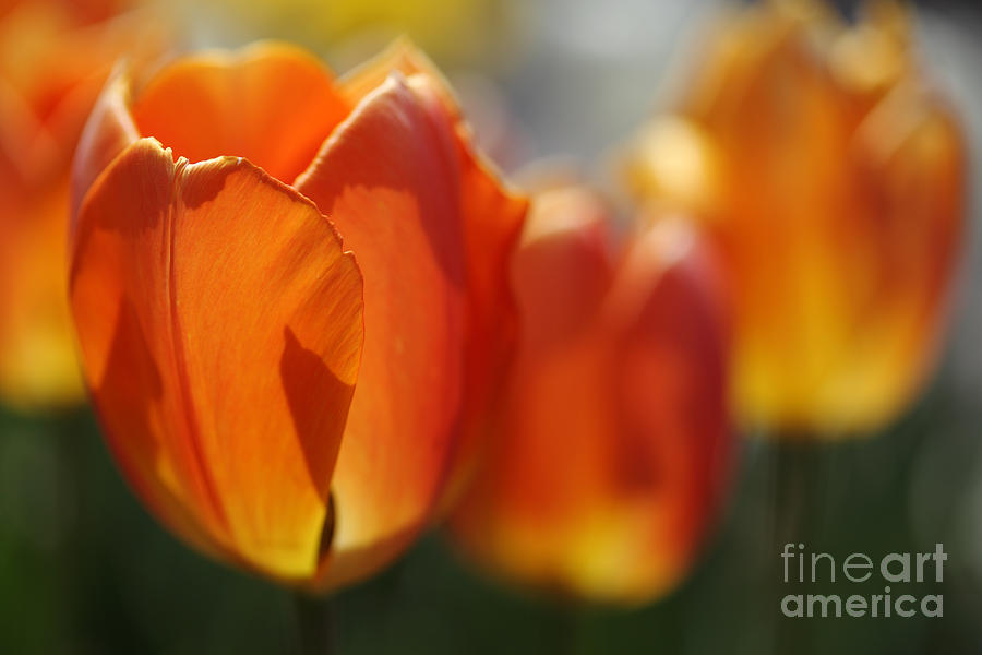 Burning Orange Tulips in Spring Photograph by Nicholas Burningham