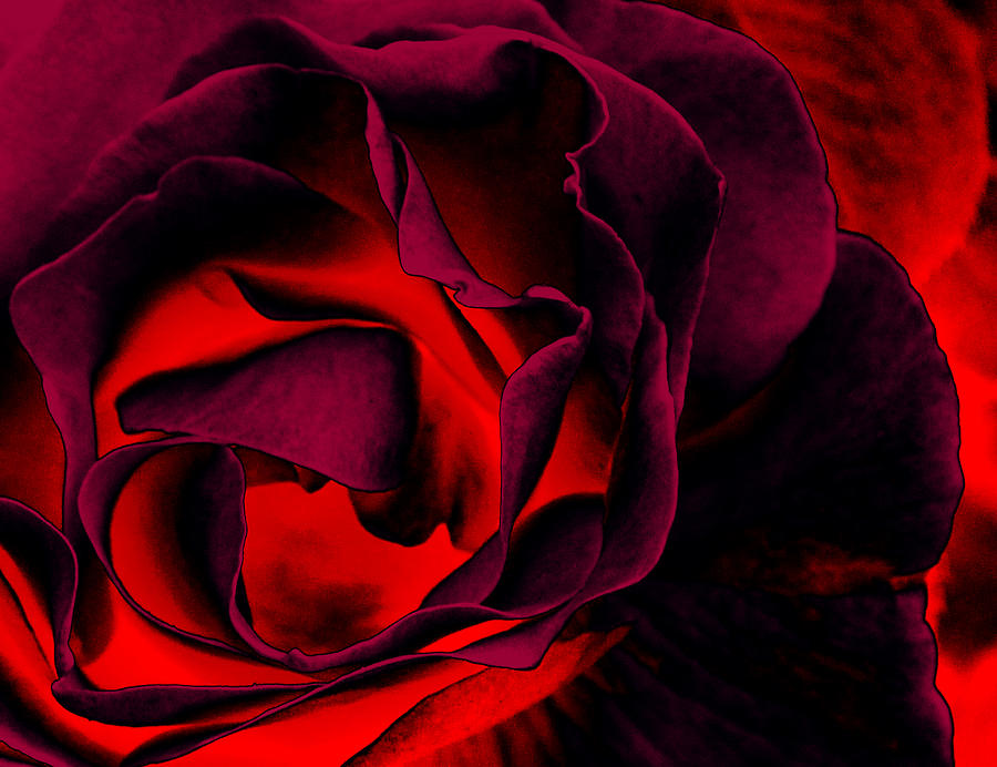 Burning Rose Digital Art by Bliss Of Art - Fine Art America