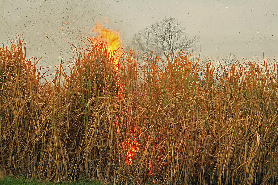 Burning standing Sugar Cane Photograph by Ronald Olivier Pixels