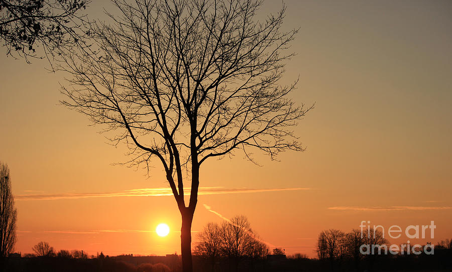 Landscape Photograph - Burning tree in the sunrise by Four Hands Art