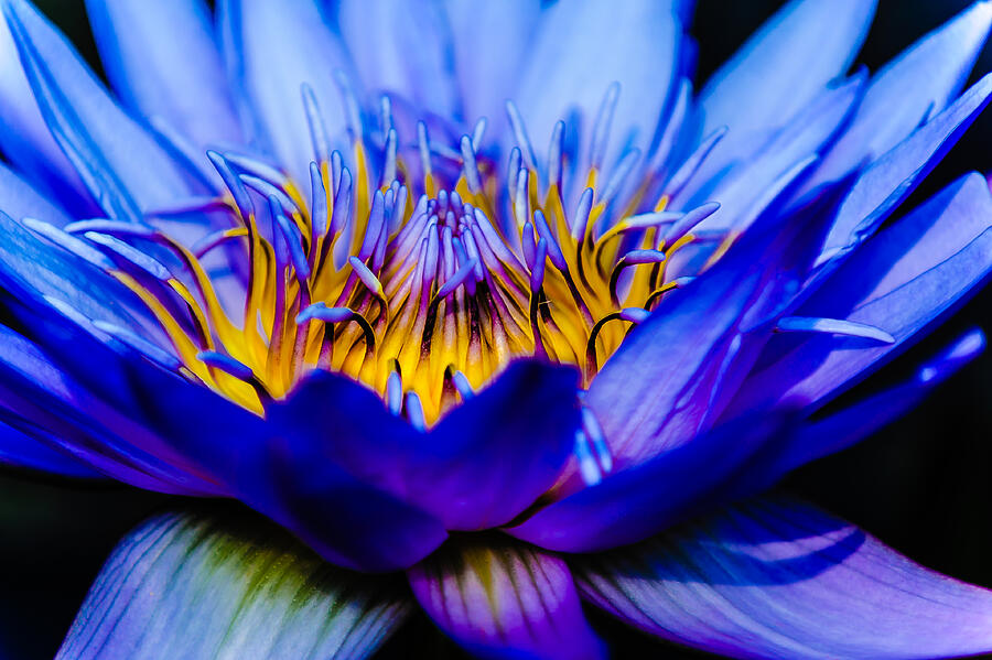 Burning Water Lily Photograph by Louis Dallara