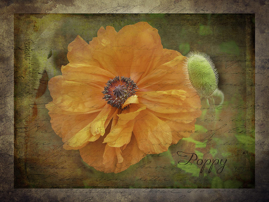 Flower Photograph - Burnished Poppy by Betty Denise
