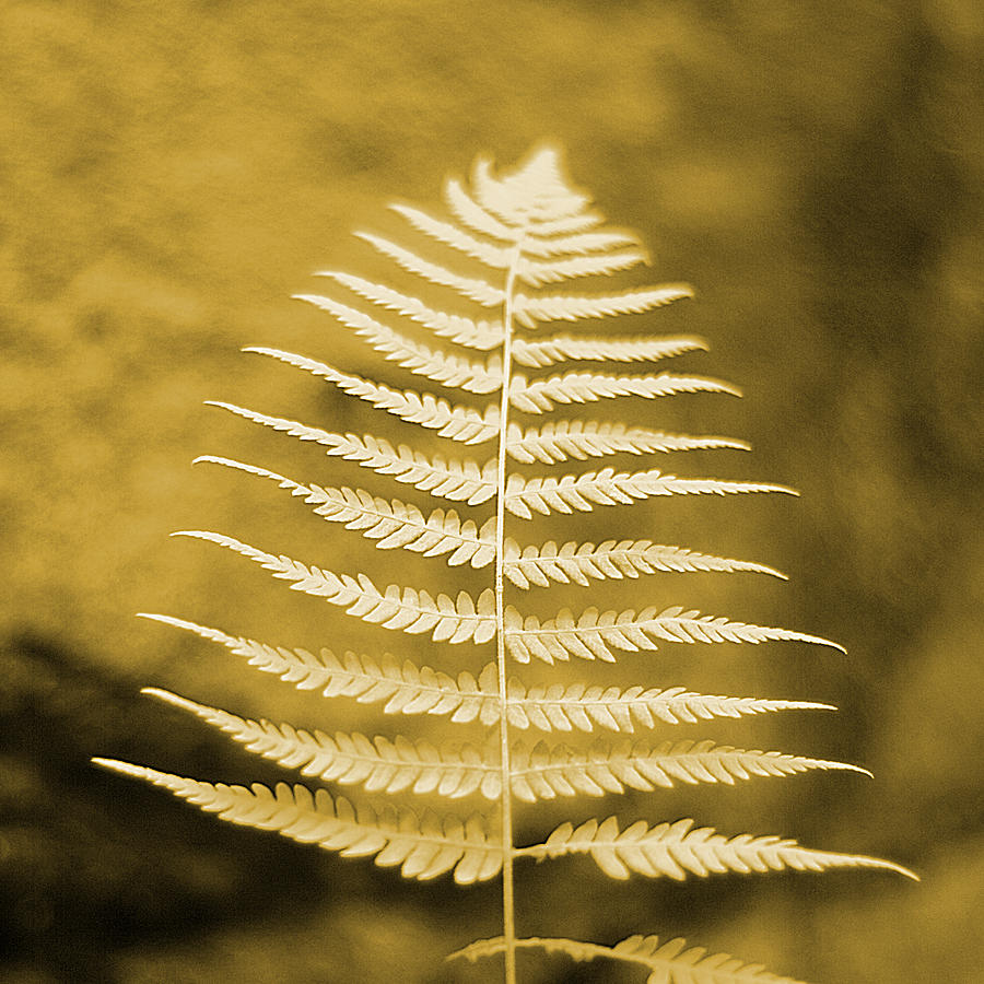 Burnished Tint Fern Photograph by Suzanne Powers