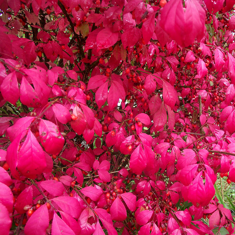 Burnning Bush Leaves Upclose Photograph by Duane McCullough