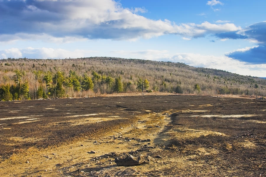Burnt Blueberry Field In Maine Photograph by Keith Webber Jr