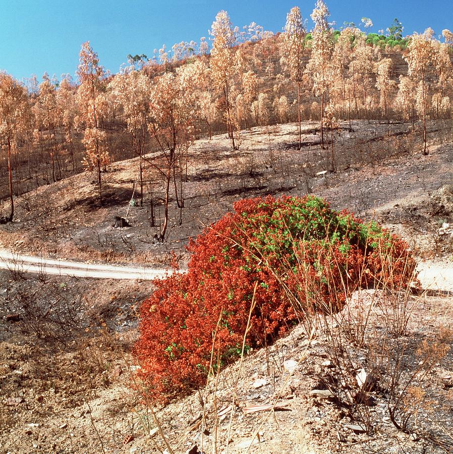 Burnt Forest Photograph by Mark De Fraeye/science Photo Library