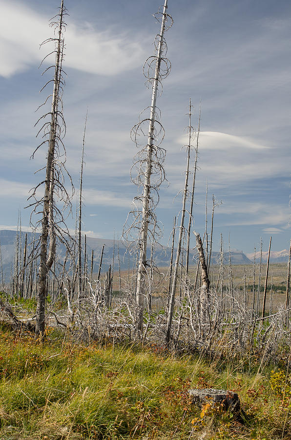 Burnt Forest Over Glacier Photograph by Greg Nyquist