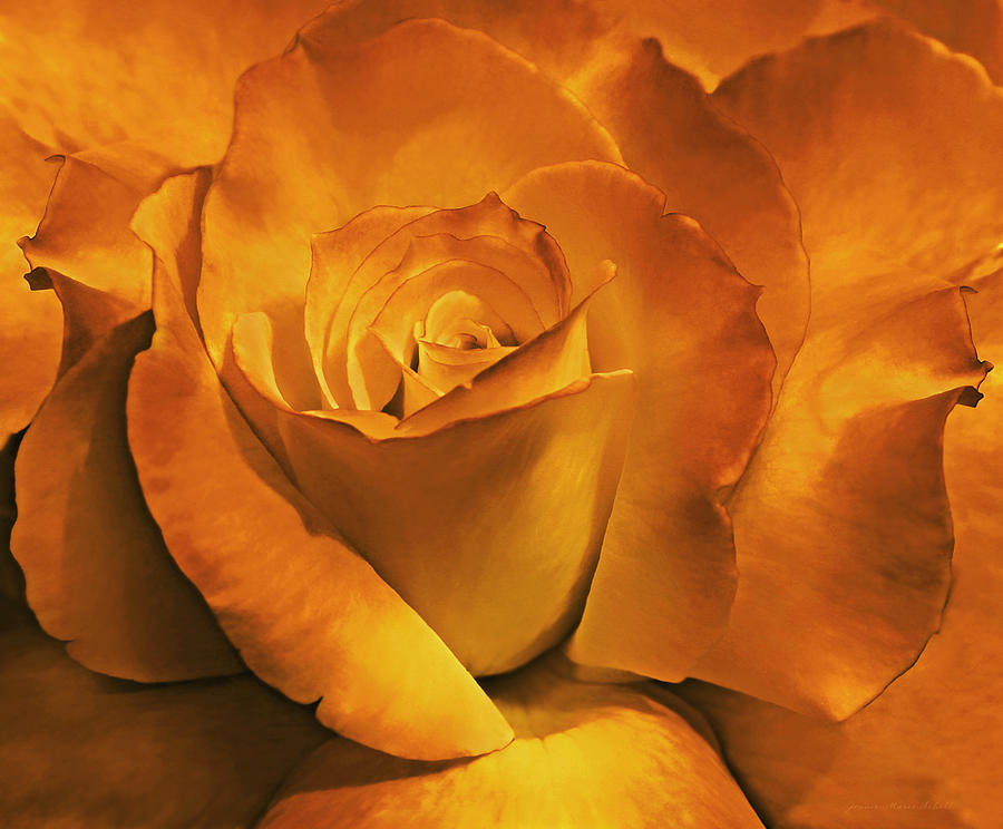 Nature Photograph - Burnt Gold Rose Flower by Jennie Marie Schell