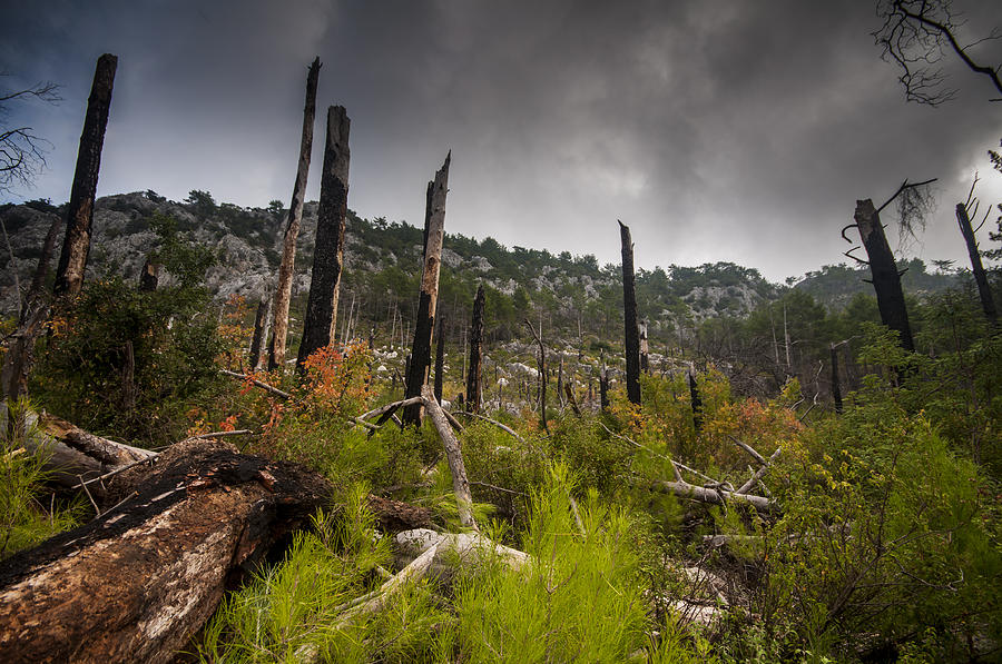 Burnt landscape at Lycian Way Photograph by Nigel Forster - Fine Art ...