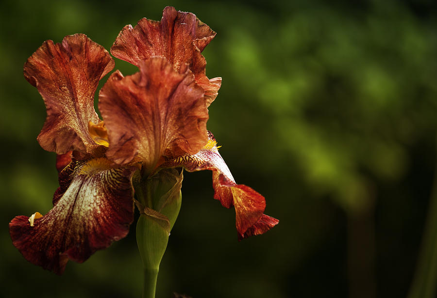 Burnt Orange Iris Photograph by Belinda Greb