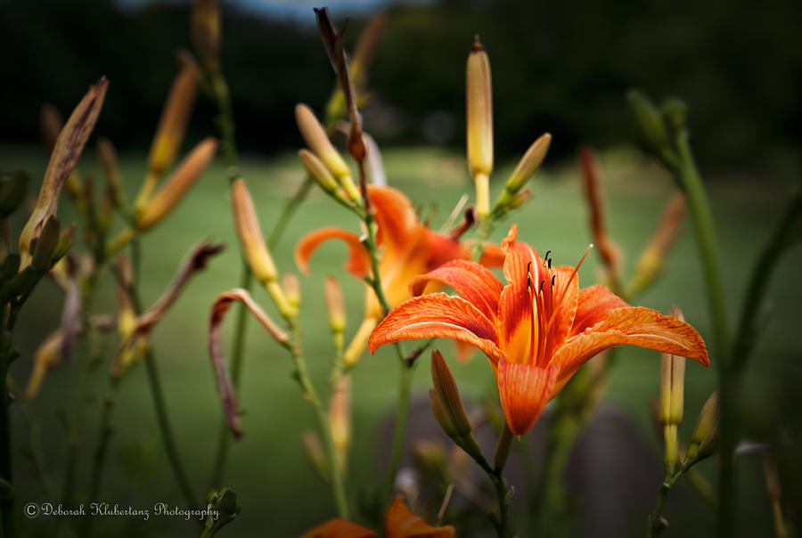 Lily Photograph - Burnt Orange Lily by Deborah Klubertanz