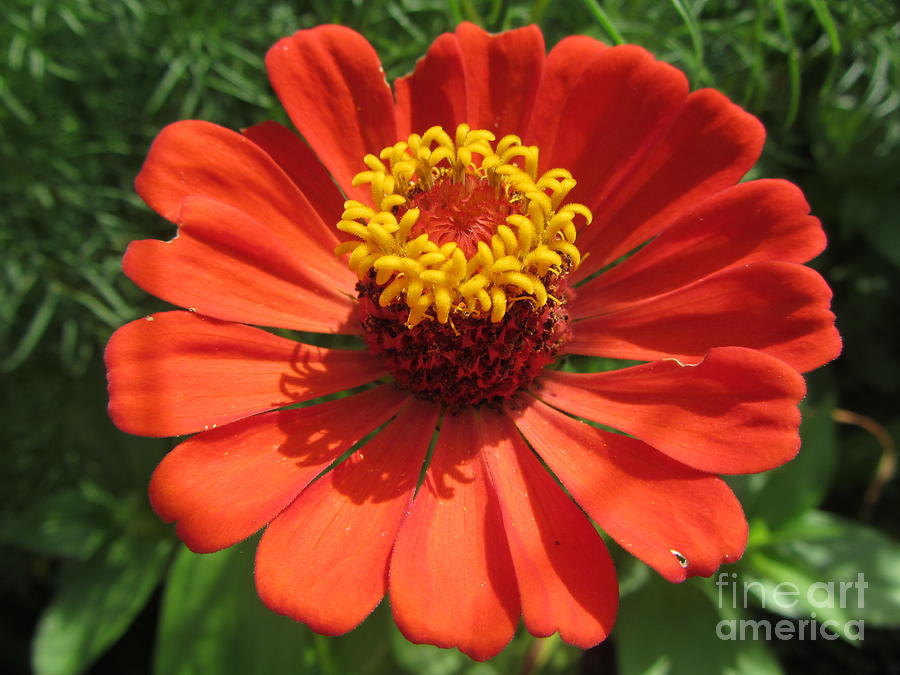 Burnt Orange Zinnia - Garden - Flower Photograph by Susan Carella