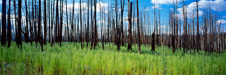 Grand Canyon National Park Photograph - Burnt Pine Trees In A Forest, Grand by Panoramic Images