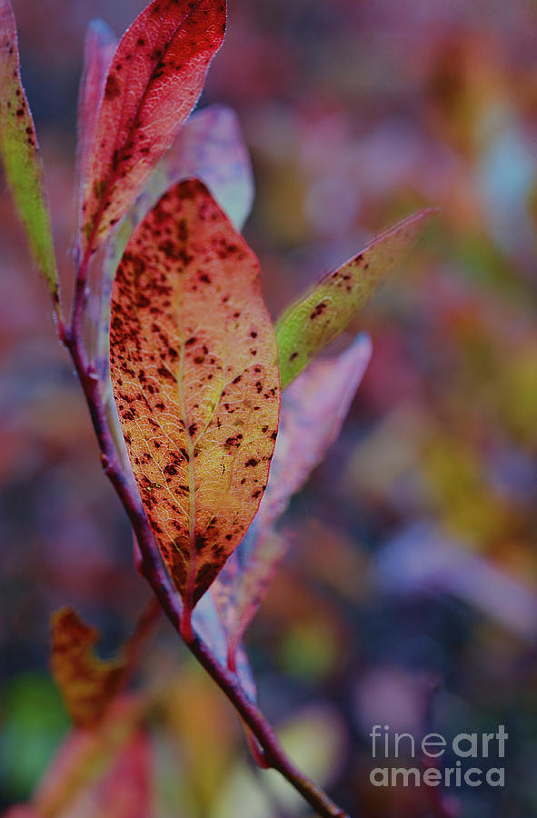 Burnt red leaf Photograph by Dan Friend