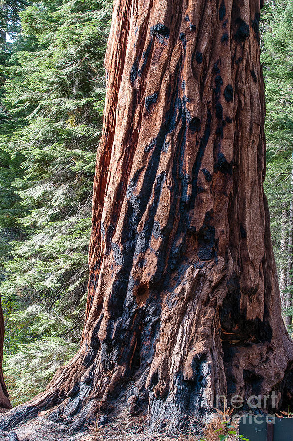 Sequoia National Park Photograph - Burnt Sequoia  2-8020 by Stephen Parker