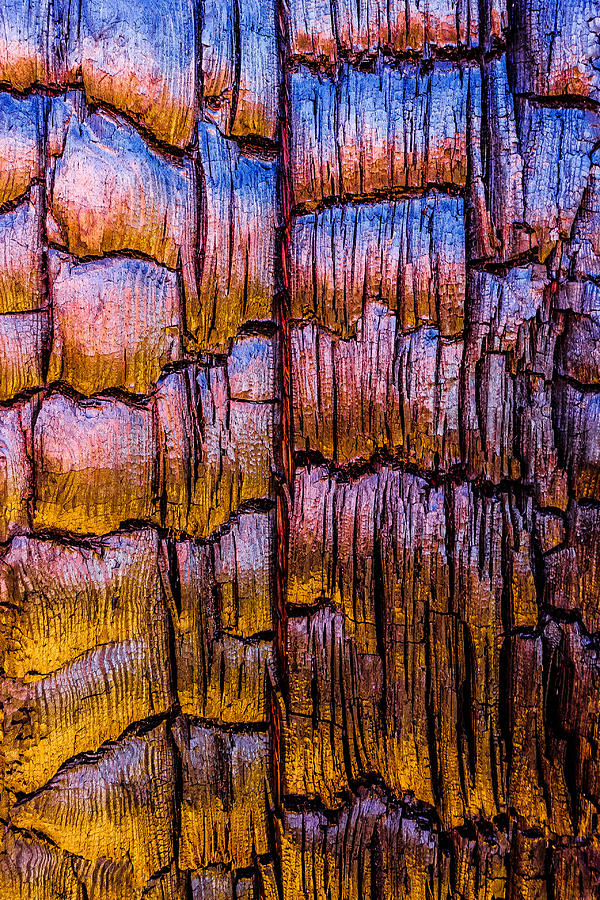 Burnt Tree Detail Photograph by Alexander Kunz