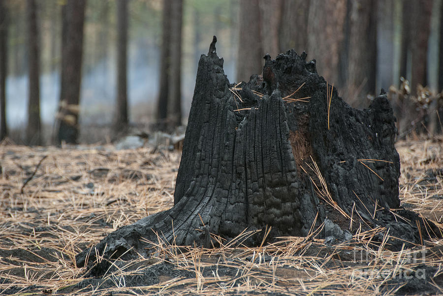 Fall Photograph - Burnt Tree Trunk by Juli Scalzi