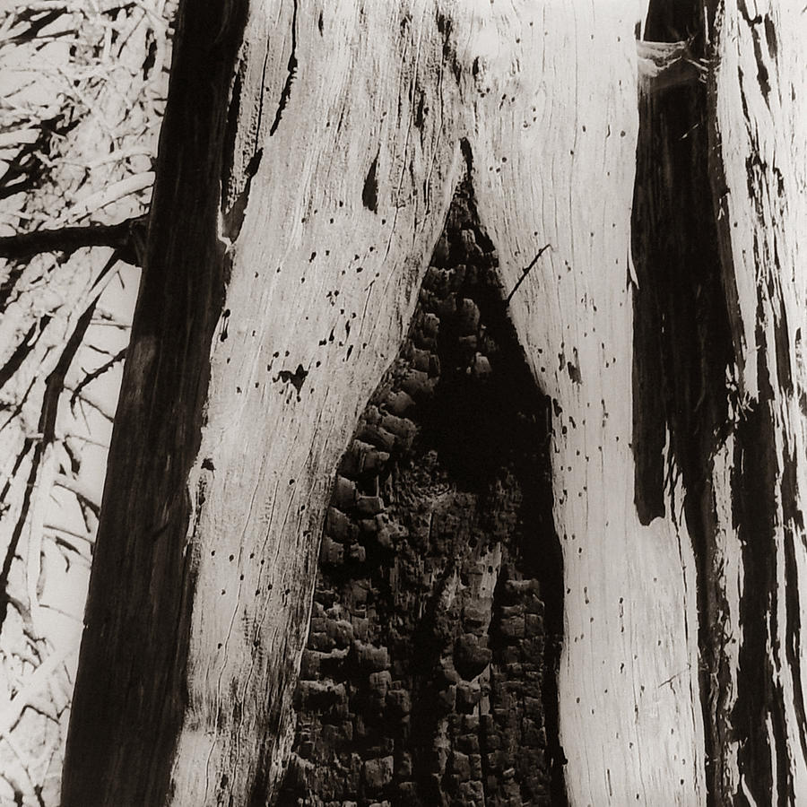 Black And White Photograph - Burnt Trunk by Susan Smith Evans