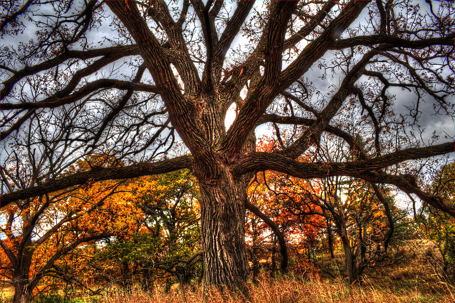 Burr Oak II Photograph by Roger Passman