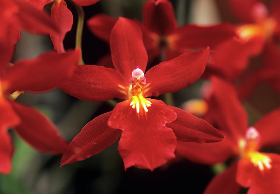 Burrageara 'living Fire' Orchids Photograph by Anthony Cooper/science ...