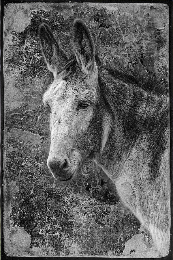 Burro Photograph by Wes and Dotty Weber