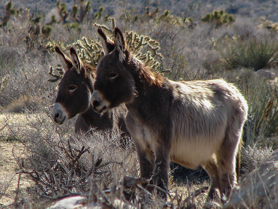 Burros Photograph by Carl Moore