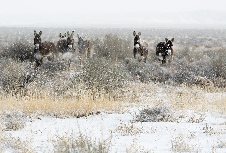 Burros in the Snow Photograph by Gordon Ripley