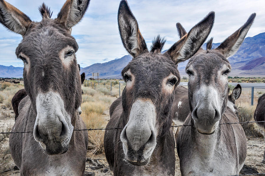 Donkey's Photograph - Burros of 395 by Pamela Schreckengost