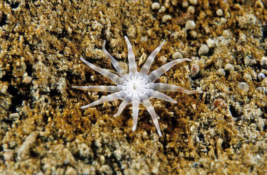 Burrowing Anemone Photograph by Andrew J. Martinez