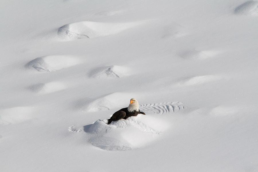 Burrowing Bald Eagle Photograph by Greg Ochocki