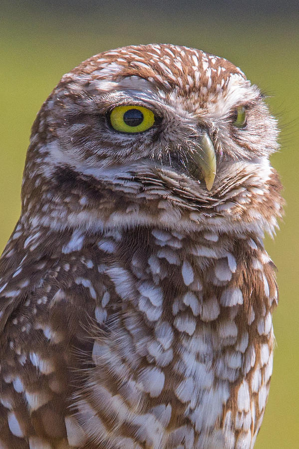 Owl Photograph - Burrowing Owl 001 by Stuart Rosenthal