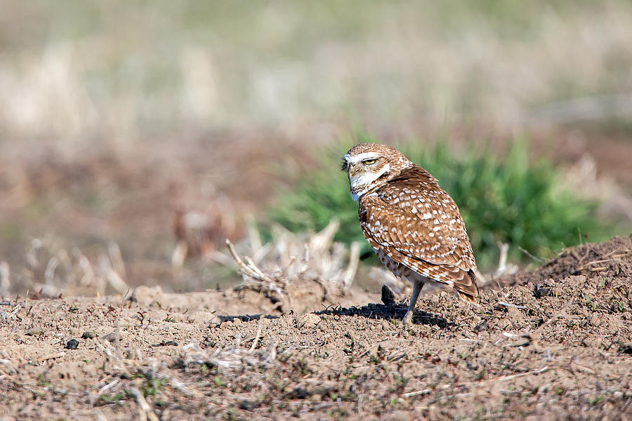 Owl Photograph - Burrowing Owl 1 by Keith R Crowley