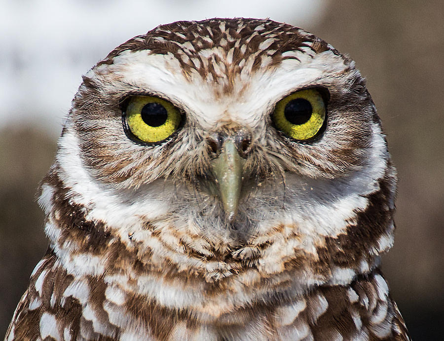 Burrowing Owl 1 #1 Photograph by Richard Goldman