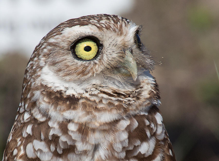 Burrowing Owl 2 Photograph by Richard Goldman