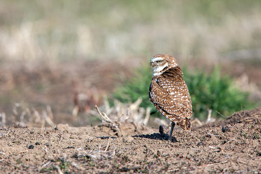 Owl Photograph - Burrowing Owl 4 by Keith R Crowley