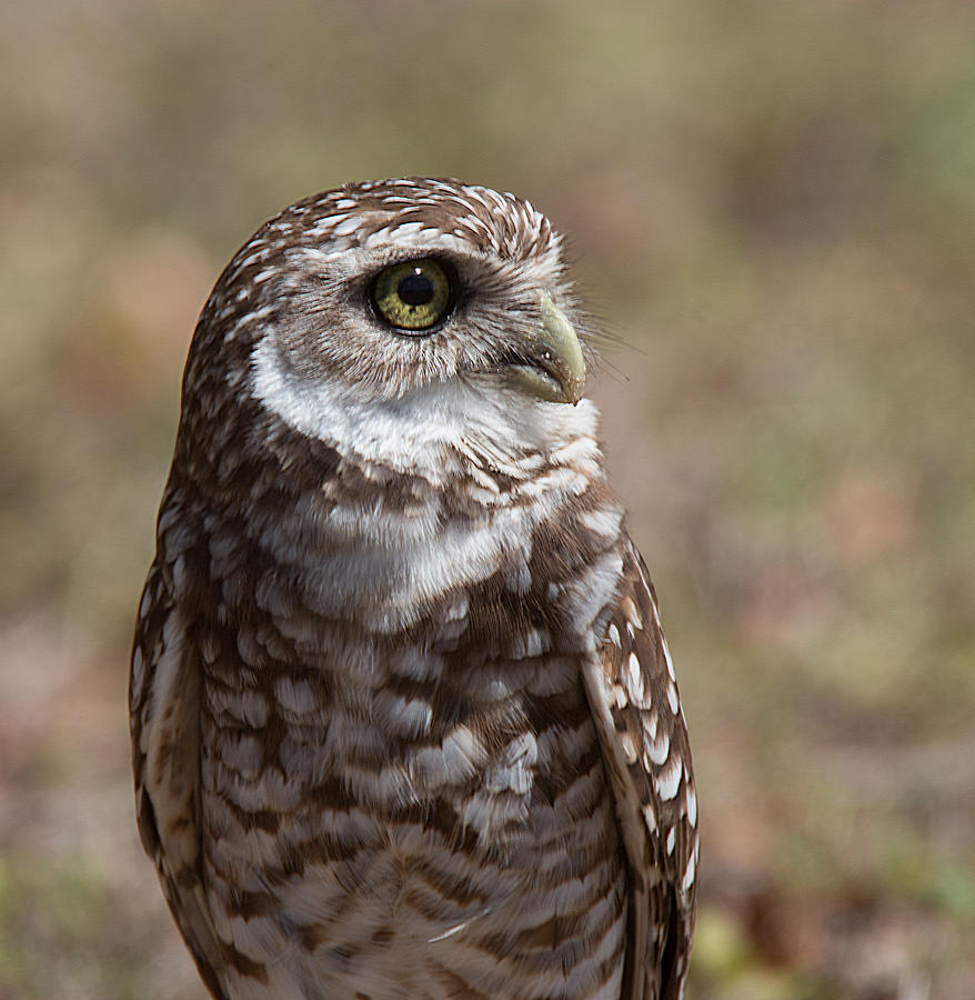 Burrowing Owl 5 Photograph by Richard Goldman