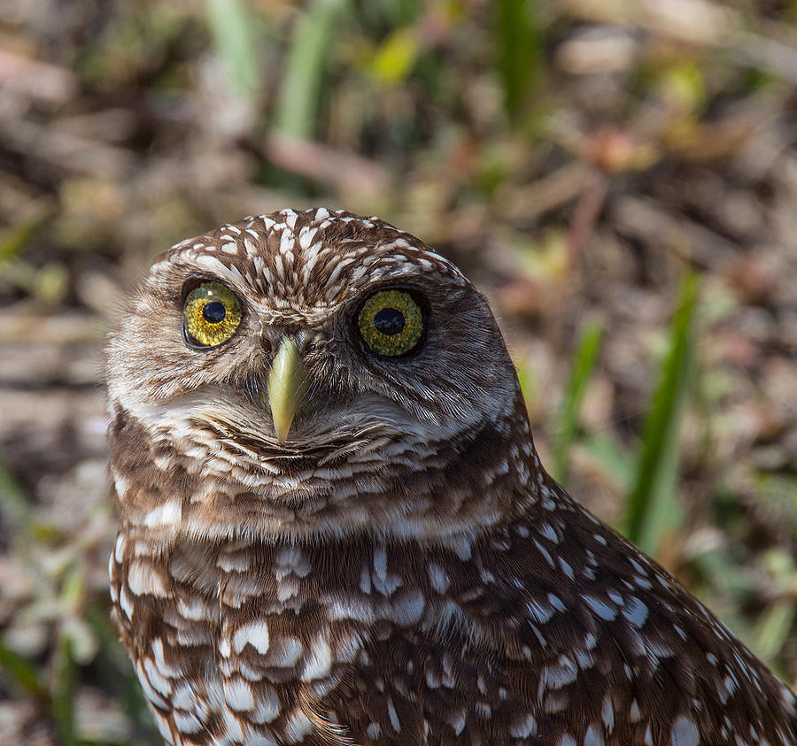Burrowing Owl 4 Photograph by Richard Goldman