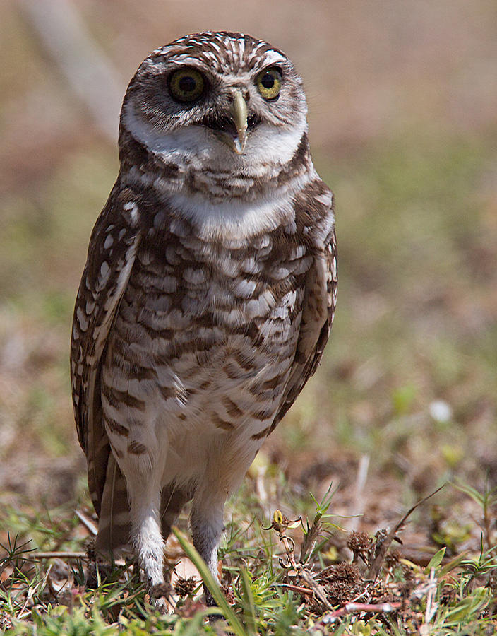 Burrowing Owl 3 Photograph by Richard Goldman