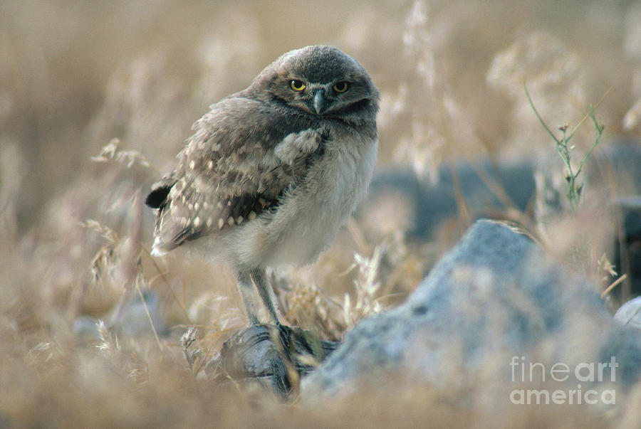 Owl Photograph - Burrowing Owl by Art Wolfe