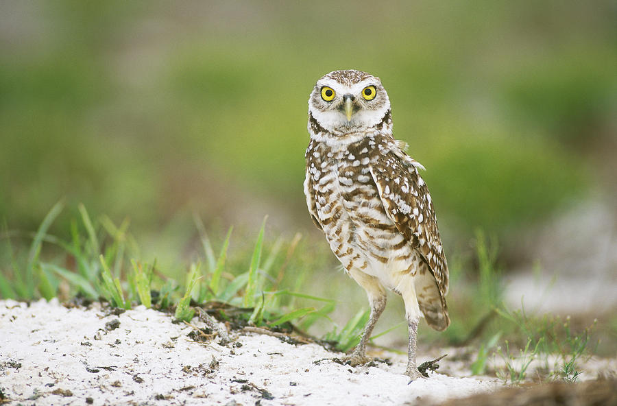 Burrowing Owl Athene Cunicularia Photograph by Paul J. Fusco