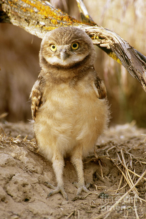 Burrowing Owl Athene Cunicularia Photograph by William H. Mullins