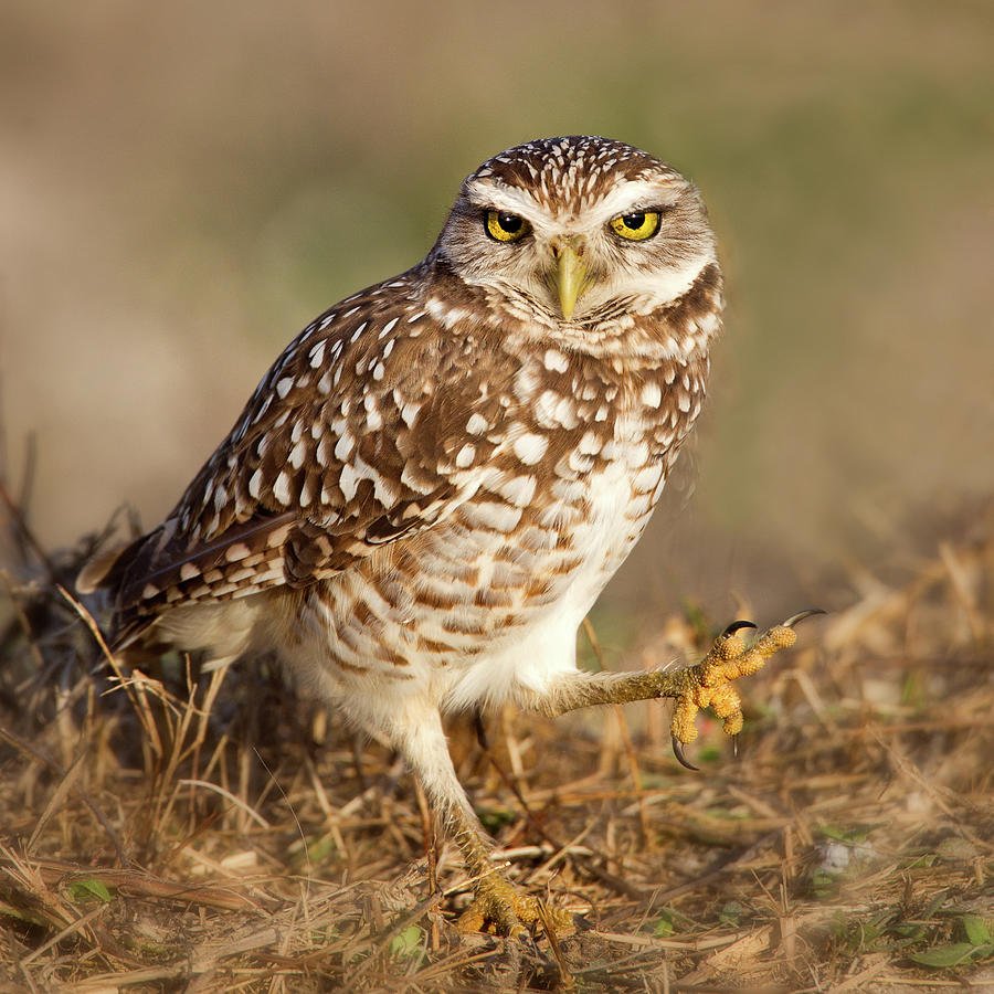 Cape Coral Photograph - Burrowing Owl by Betty Wiley
