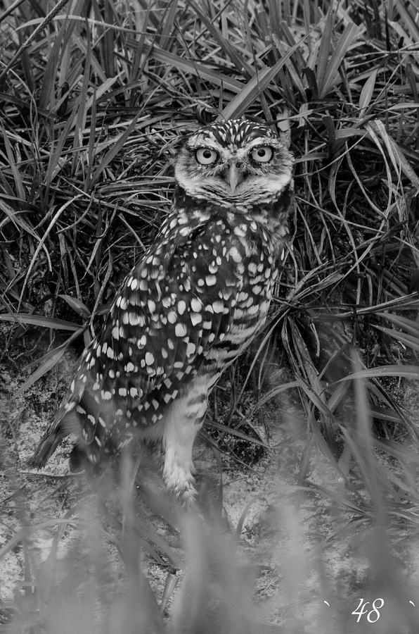 Burrowing Owl BW Photograph by Brian Manley