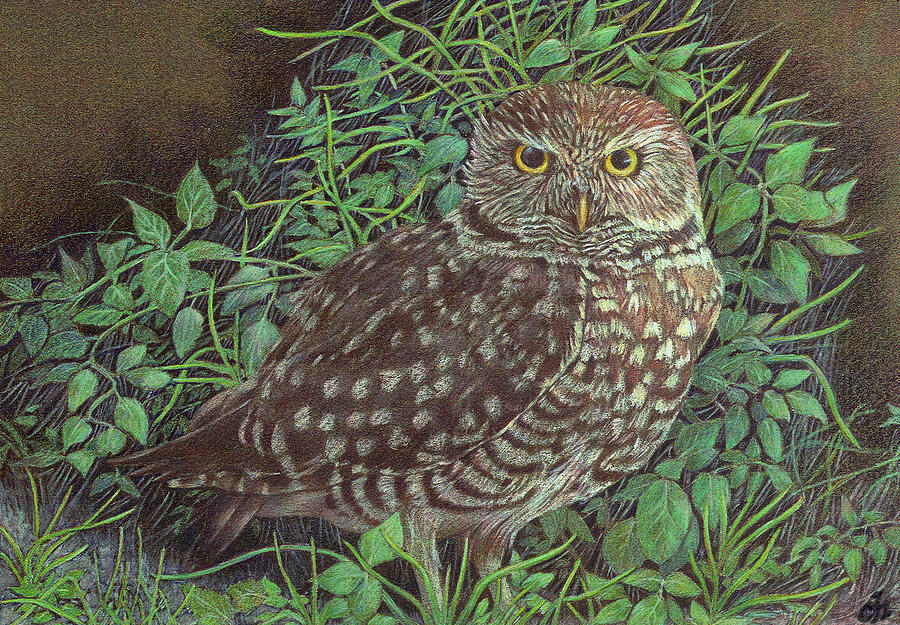 Burrowing Owl Drawing by Cliff Higdon Fine Art America