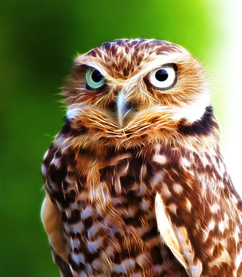 Burrowing Owl Close Up Photograph by Steve McKinzie