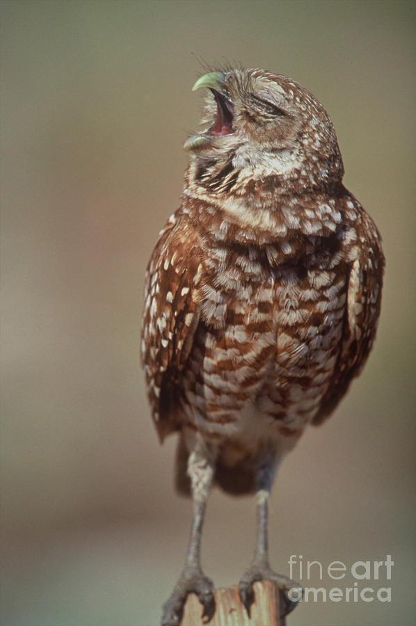 Burrowing Owl Photograph by Connie Bransilver